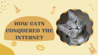 How Cats Conquered the Internet