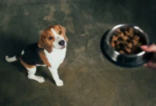working-dog-food